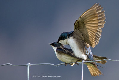 K5H1599-Tree Swallows mating.jpg