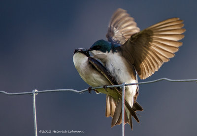 K5H1608-Tree Swallows mating.jpg