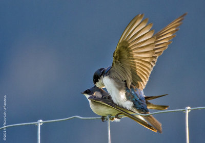 K5H1618-TRree Swallows mating.jpg