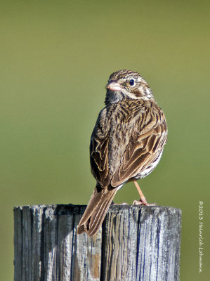 K5H2124-Vesper Sparrow.jpg