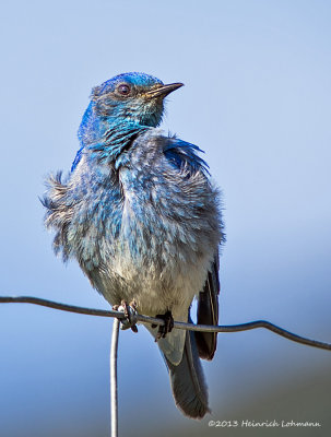 K5H2184-Mountain Bluebird male.jpg