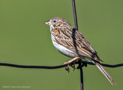 K5H2241-Vesper Sparrow.jpg