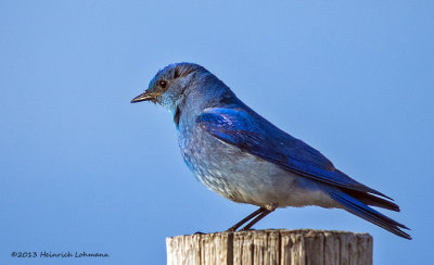 K5H2635-Mountain Bluebird male.jpg