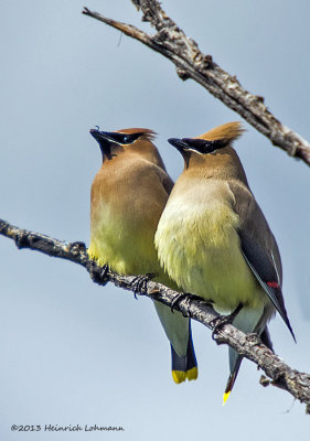 K5H3153-Cedar Waxwings.jpg