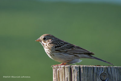 K5H3422-Vesper Sparrow.jpg