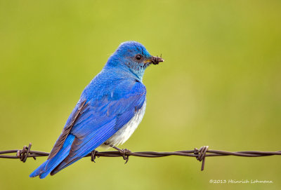 K5H3565-Mountain Bluebird male.jpg