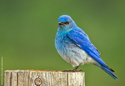 K5H3577-Mountain Bluebird male.jpg