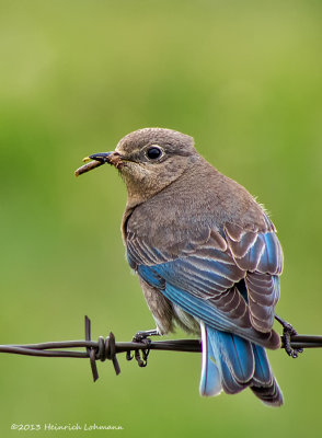 K5H3952-Mountain Bluebird female.jpg