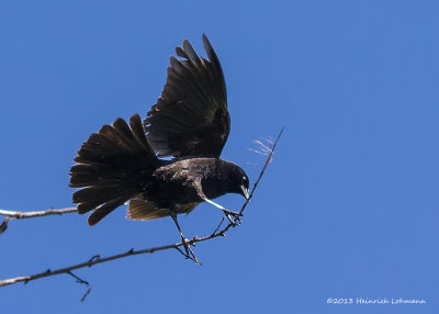 K5H4645-Red-winged Blackbird male.jpg