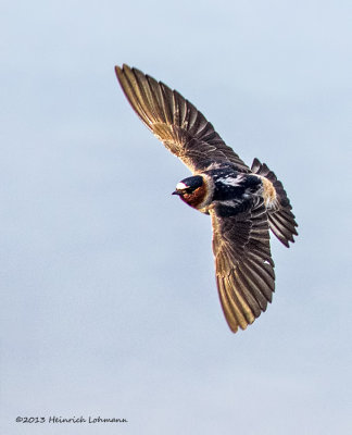 K5H1851-Cliff Swallow.jpg