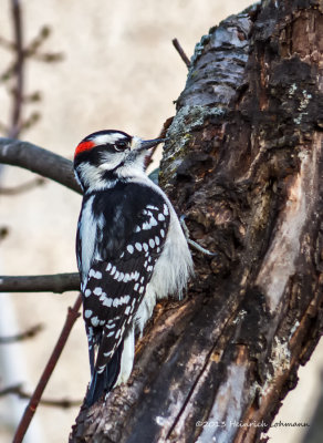 IGP8750-Downy woodpecker.jpg