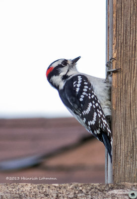 IGP8761-Downy Woodpecker.jpg