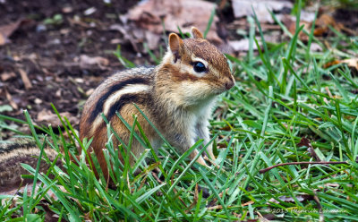 IGP8605-Eastern chipmonk.jpg