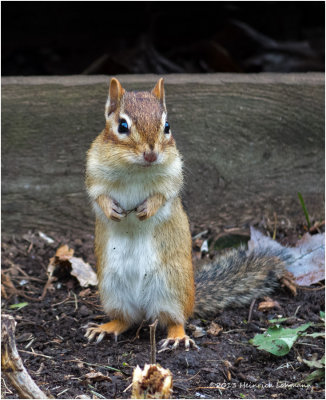 IGP8609-Eastern chipmonk.jpg