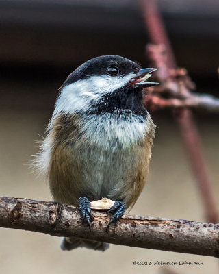 IGP8664-Black-capped Chickadee.jpg