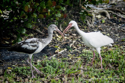 K3A0145-White Ibis.jpg