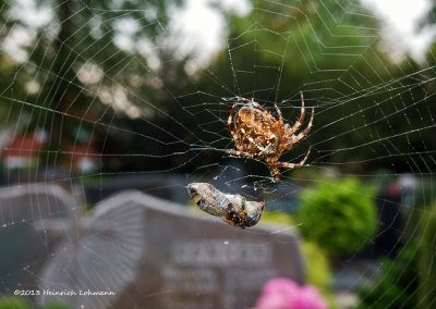 IGP7519-Garden Spider.jpg