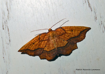 IGP7537-Unidentified small moth.jpg