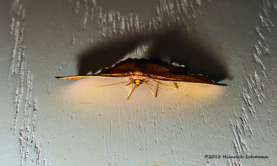 IGP7540-Unidentified small moth.jpg