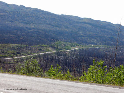 DSCN2553-Yukon Fox Lake burn area.jpg