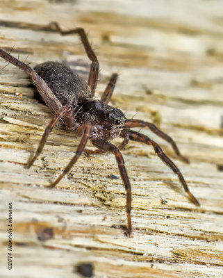 K5H7710-Wolf Spider.jpg