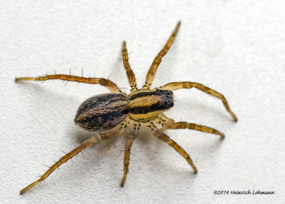K5H7733-unidentified tiny spider-body about 2mm.jpg