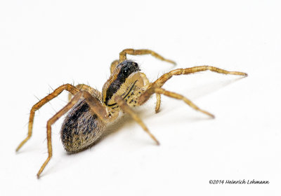 K5H7736-unidentified tiny spider-body about 2mm.jpg