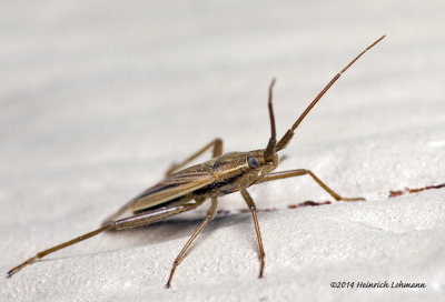K5H7751-unidentified tiny insect-about 3mm.jpg