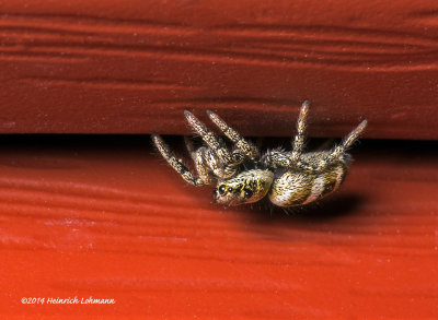 K5H7786-Metaphid Jumping Spider.jpg