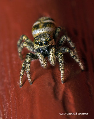 K5H7789-Metaphid Jumping Spider.jpg