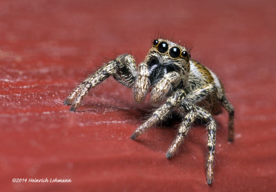 K5H7792-Metaphid Jumping Spider.jpg