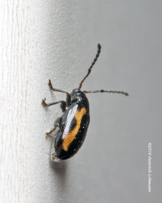 K5H7829-unidentified tiny bug-about 2mm.jpg