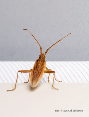 K5H7851-unidentified small bug.jpg