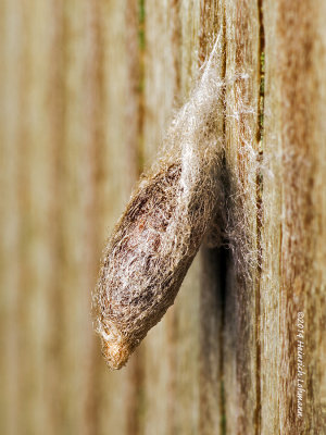 K5H7861-what is it-about 15mm.jpg