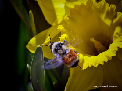 K3A4895-Red-tailed Bumble Bee.jpg
