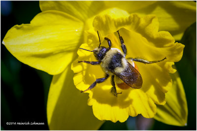 K3A4925-Red-tailed Bumble Bee.jpg