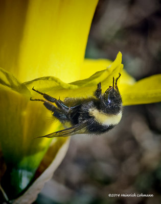 K3A4935-Golden Northern Bumble Bee.jpg