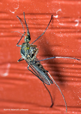 K3A4964-Northern House Mosquito-female-Culex sp.jpg