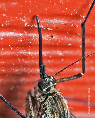 K3A4970-Northern House Mosquito-female-Culex sp.jpg