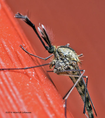 K3A4981-Northern house Mosquito-male-Culex sp.jpg
