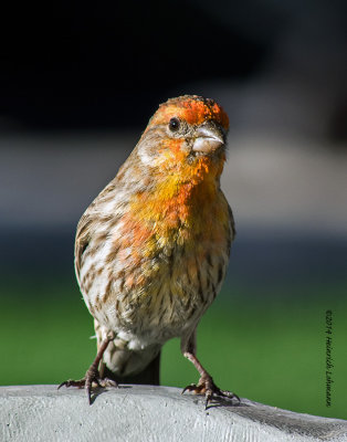 K3A5117-House Finch.jpg
