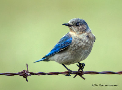 K3A5150-Mountain Bluebird-female.jpg