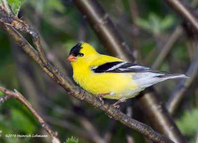 K3A5231-American Goldfinch-male.jpg