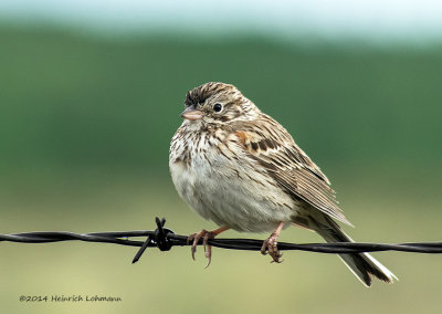 K3A9596-Vesper Sparrow.jpg