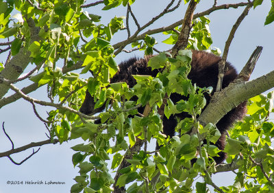 K3A8849-Black Bear in Poplar Tree.jpg
