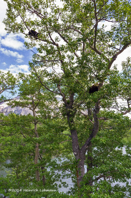 K5H9087-Black Bears in Tree.jpg