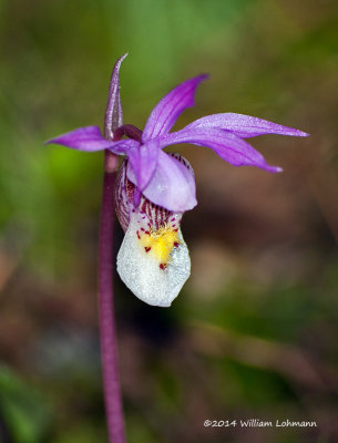K244006-Calypso Orchid.jpg