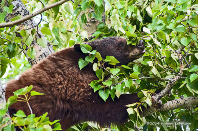 K244735-Black Bear in Tree.jpg