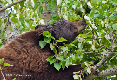 K244737-Black Bear in tree.jpg