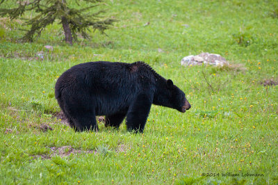 K245010-Black Bear.jpg